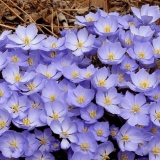 Sadnja i briga za sumnjivu jeffersoniju na otvorenom polju